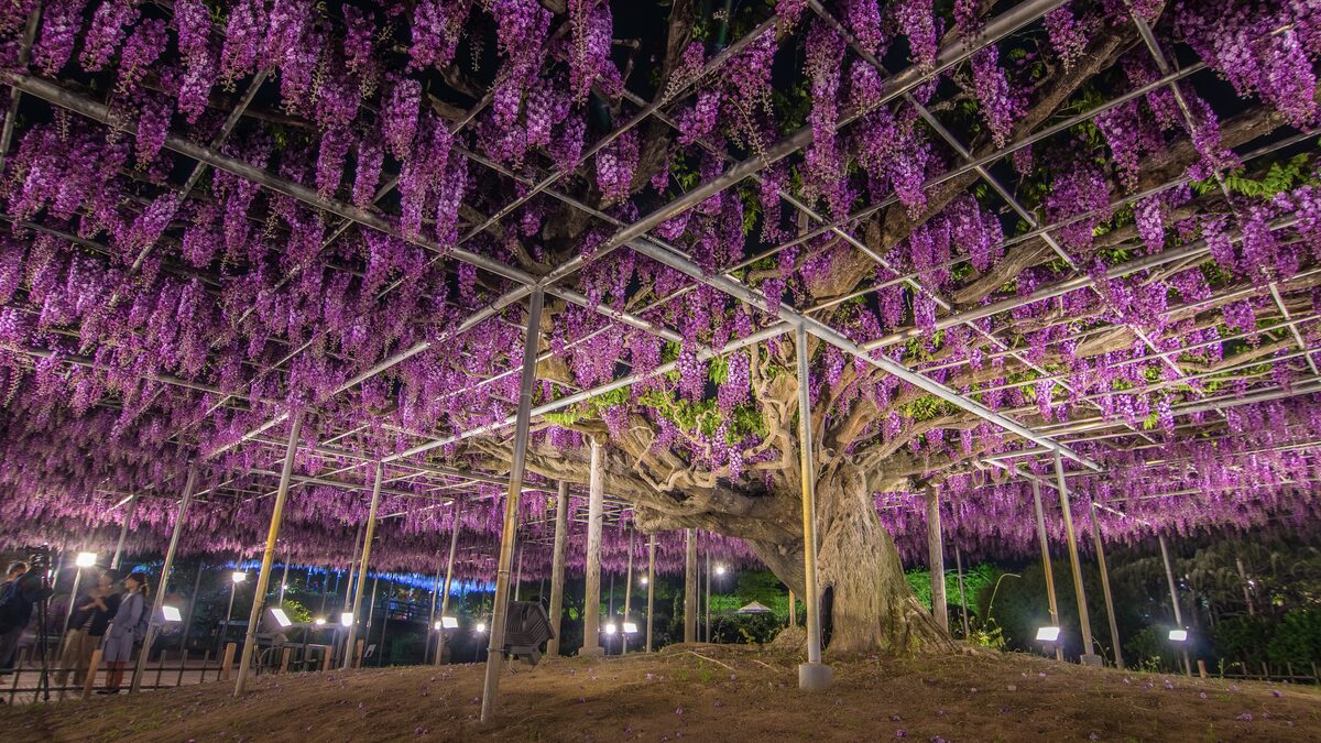 Bloom